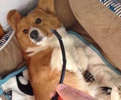  哑巴|柯基咬断电线装哑巴，主人在狗窝找到证据后，柯基的反应萌呆了