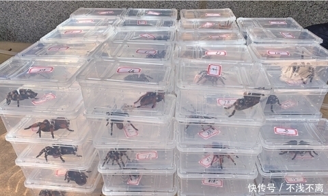 网店|粉丝300多万，年销售额1000多万！这家网店凉了