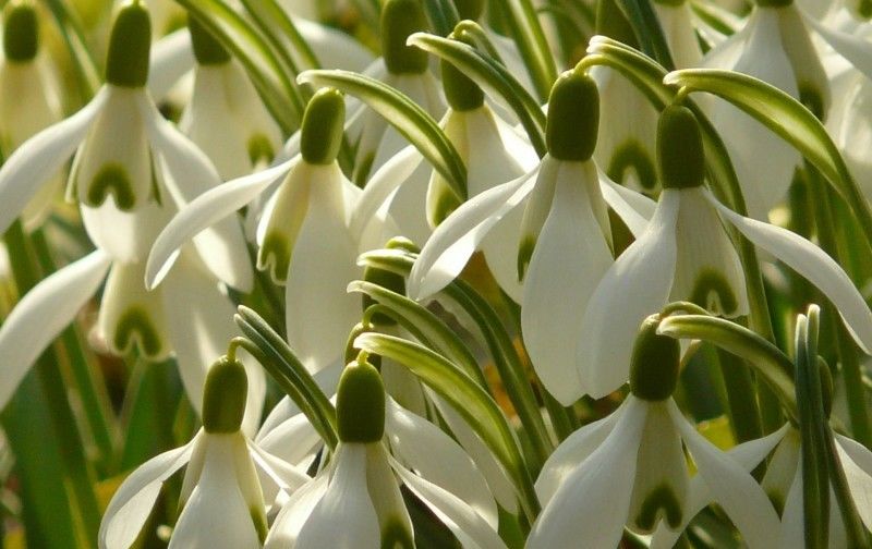  生肖|爱情运势上上签！4生肖红鸾星动，八月收获好爱情，注定要脱单！