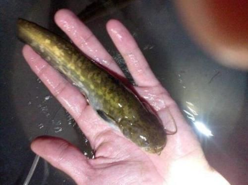 水中|曾被称为“水中珍品”,十分鲜美,如今却被人称“脏脏鱼”,为何