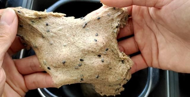 面包|非常适合新手的【波兰种全麦小餐包】,效果超赞,软到不知所措