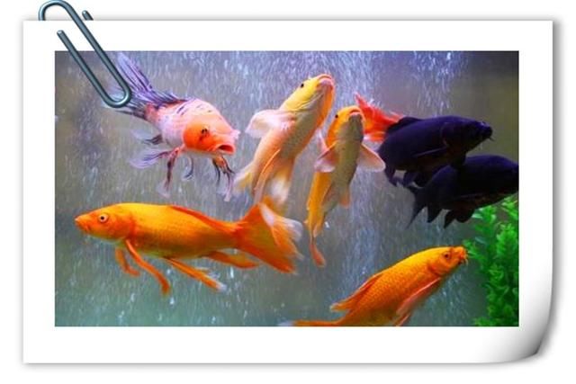 兔子|目前在农村搞养殖,养什么销路好、能赚钱?推荐一些供参考