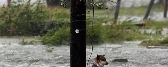  洪水|狗狗被主人拴在电线杆上＂等死＂，比飓风洪水更可怕的是人心！