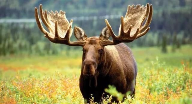 人类|圣诞老人用来拉雪橇的驯鹿,在人类这边,原来有另外的用途!