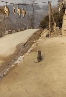 搞笑|搞笑GIF：气球根本无法升起一个人！