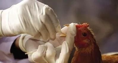  羊肉|女子剁羊肉不慎溅到眼里，三个月后发生的事让人心惊！