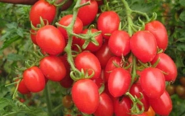  缺水|夏天温度高：常吃补水水果，改善肌肤缺水，皮肤水嫩嫩！