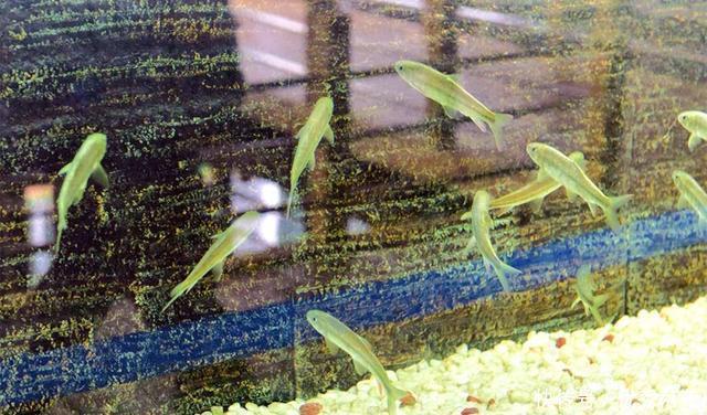 厘米|泰山遇见它一定要记住样子,500元一斤,3年才长9厘米