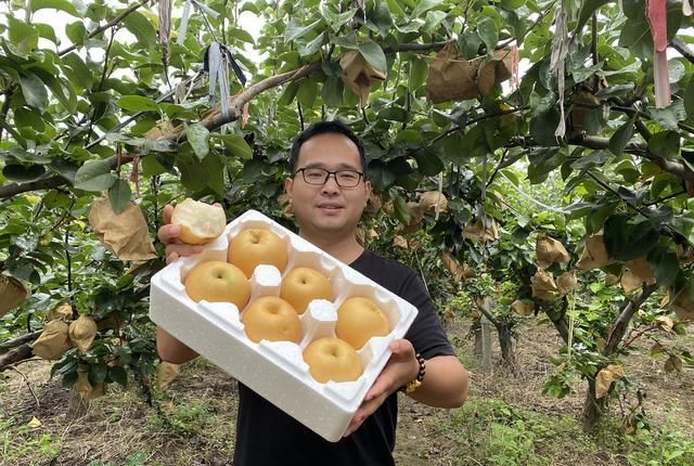 牢记|立秋后买梨,挑大的还是小的?老果农:牢记3招,到手的梨脆又甜