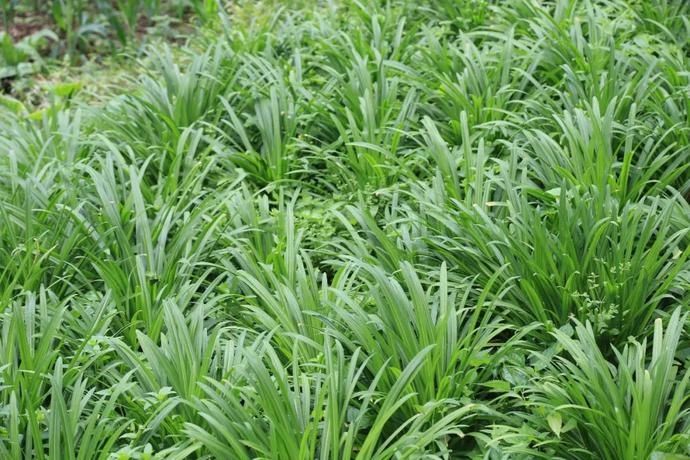 黄岗|村光灿烂 | 如果认识陶渊明,我一定让他到黄岗来。