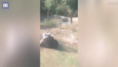  男子|印度55岁男子上班途中遭黑熊＂熊抱＂被严重抓伤 幸得路人相救