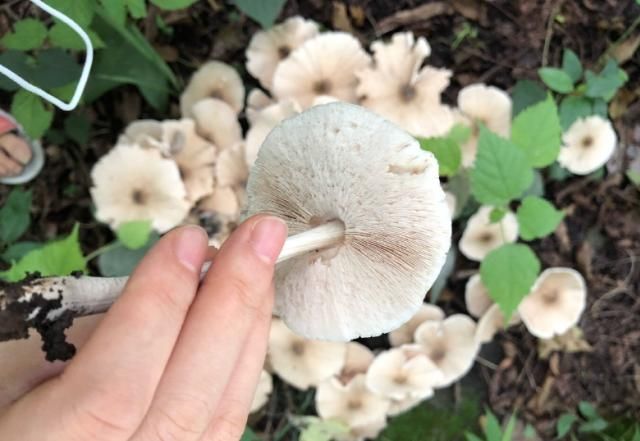  求助|女子见到大片菌子不知是何物 发消息求助