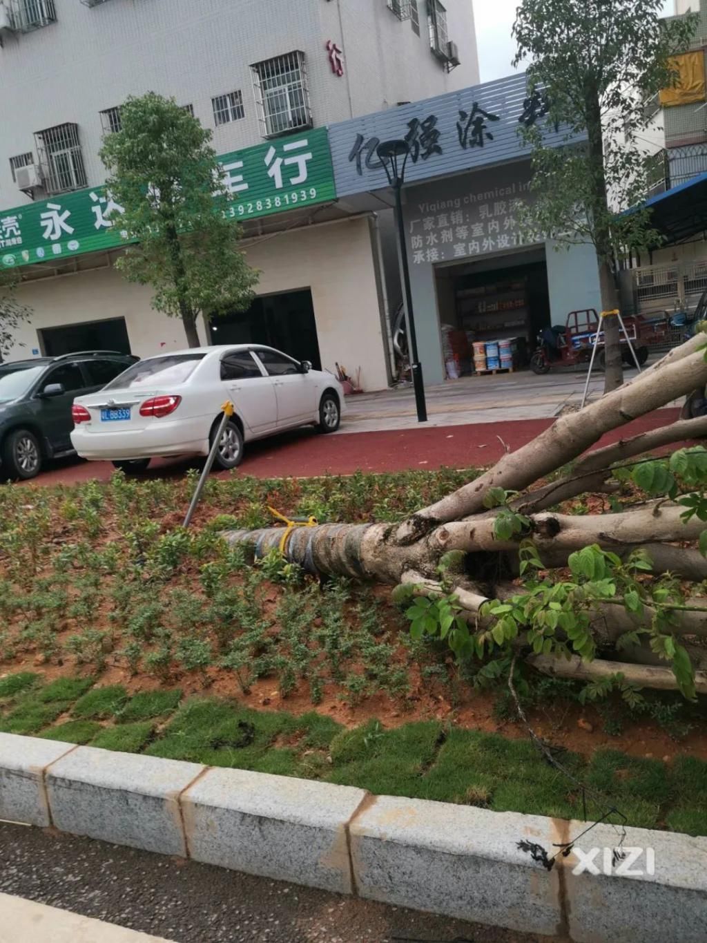  越野车|好紧要！淡水一棵大树凌晨被吹倒，这群开越野车的人去做了这件事....