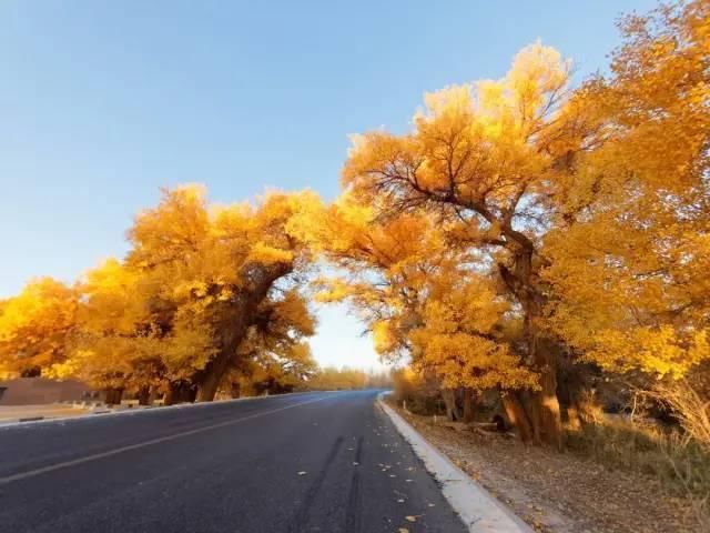 额济纳旗|【阅读】有一种心动,叫额济纳的秋天
