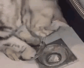 猫咪|猫咪：这年头……我们当猫的太不容易了！