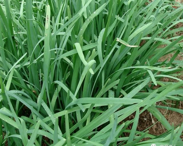  从不|菜农从不外说的15个挑菜技巧，买菜再也不怕被坑了