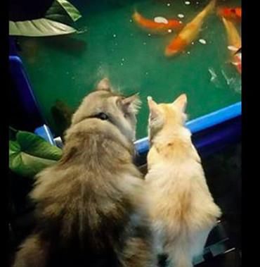  女子|女子买回金鱼放缸里，家里猫咪急忙跑上前，眼勾勾盯着等待时机