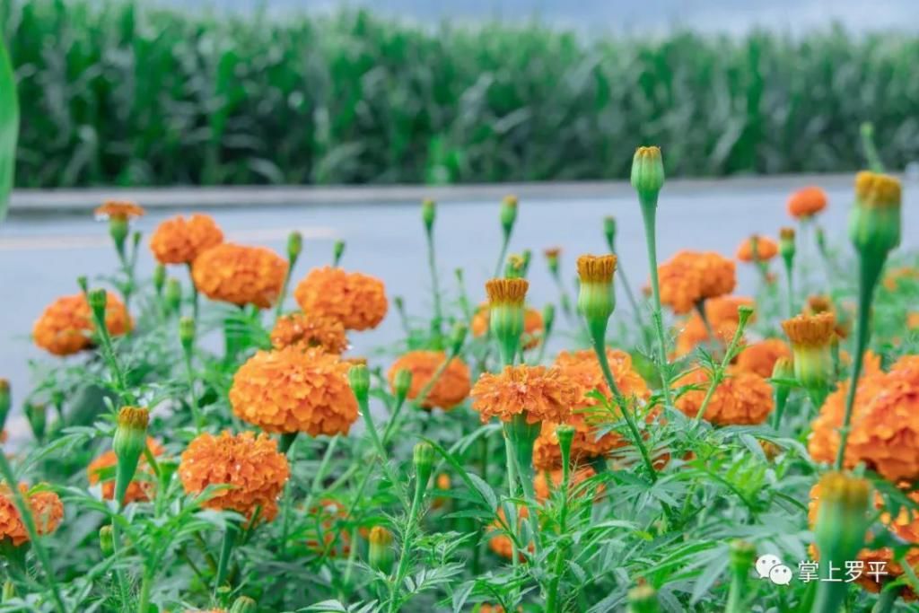  平城|免费！罗平城边万寿菊花海上线，美得没朋友了...