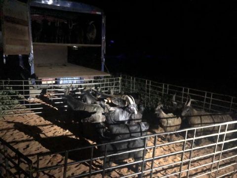  违规|凌晨发现异常快艇 警方截获216只未经检验检疫违规入岛活羊