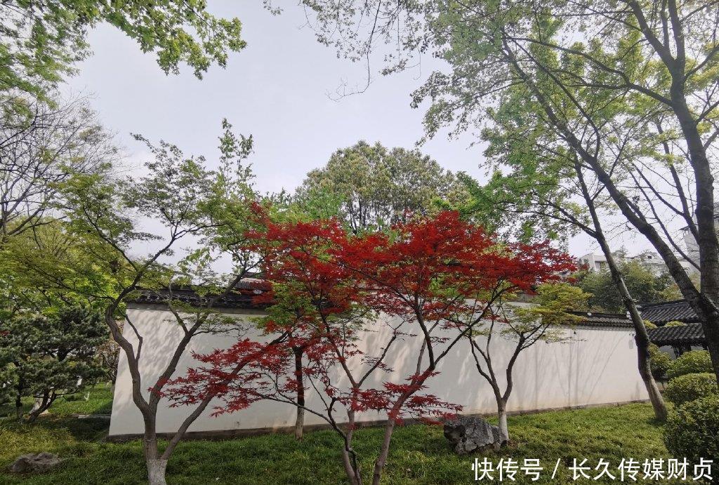  隐喻|这是总统府最隐敝的景点，常被游客遗漏，似乎隐喻着此人处世之道