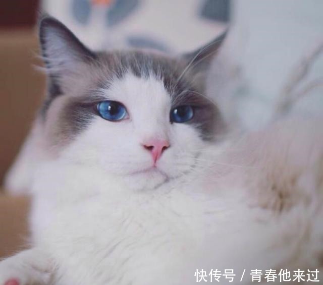 颜色分布|一只正宗的布偶猫,应该怎么判断品相参考来了!