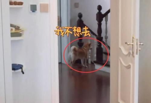  别墅|张继科家别墅接地气，拿院子养鸡种菜，家里放球桌，跟住农村一样