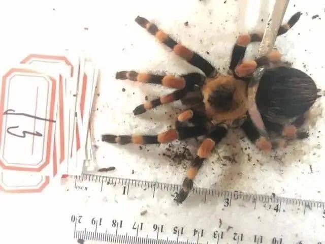 野生动物|这家粉丝300万，年销售额1000多万的“网店”竟然凉了……