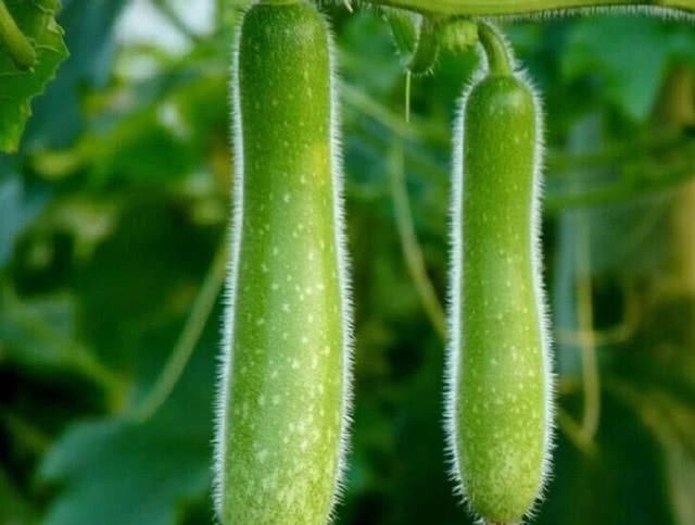  患者|苦瓜黄瓜丝瓜，通通都不要，夏季最该吃此瓜！最适合高血糖患者