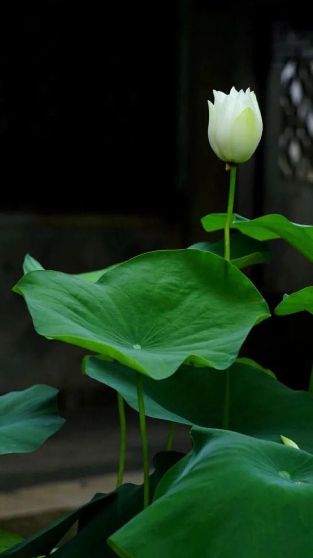 静心|风雅之味,静心解暑