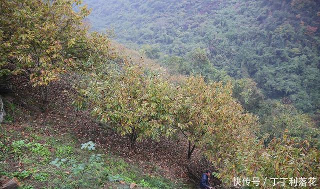 丰满|九月的板栗真当时,丰满多肉营养好,秋分时节板栗这样吃才是王道