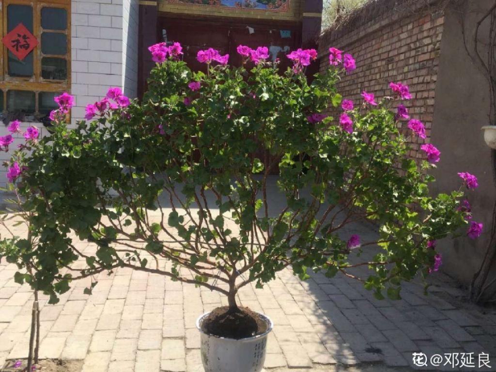 养成|最大的长寿老桩，7年时间，养成盆景！