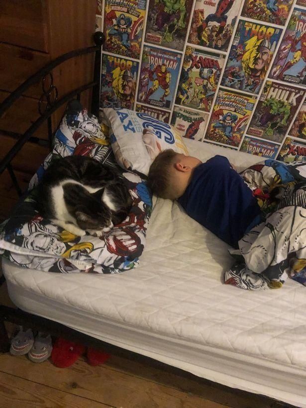  袭击|心爱的宠物猫遭恶犬咬伤致死，英国5岁自闭症男孩痛哭流涕