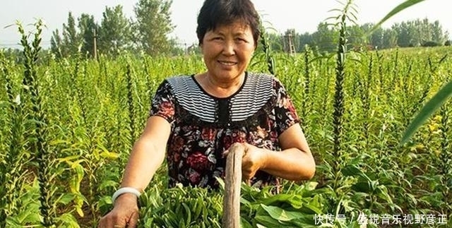  供不应求|大家都只吃种子，其实叶子才是“宝贝”，如今20一斤都供不应求！