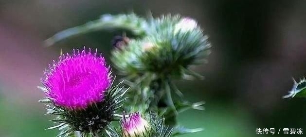  喂猪|农村常见的刺儿菜，过去农民用来喂猪，没想到它还有这些用处！