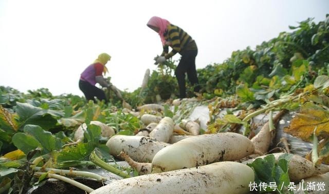 海带|秋天最该吃的六种蔬菜，样样补水润燥，个个平价，家家吃得起