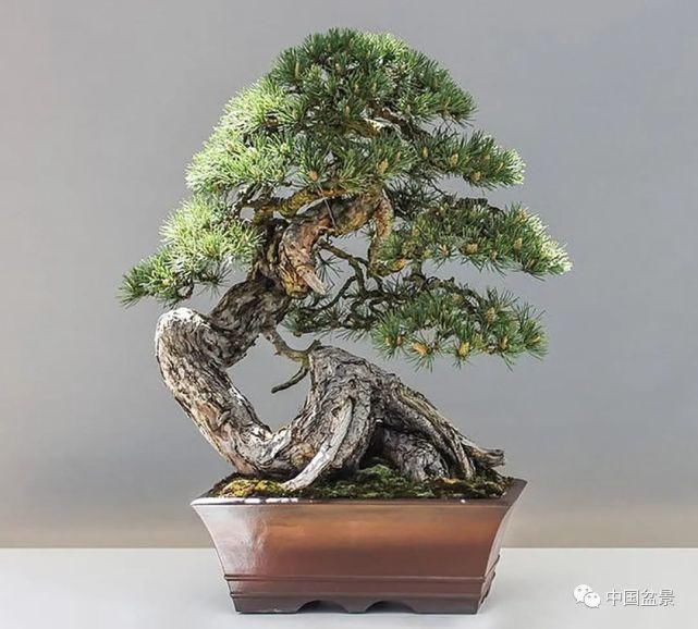 健康|观赏盆景 感悟人生：健康快乐才是生活的主宰！