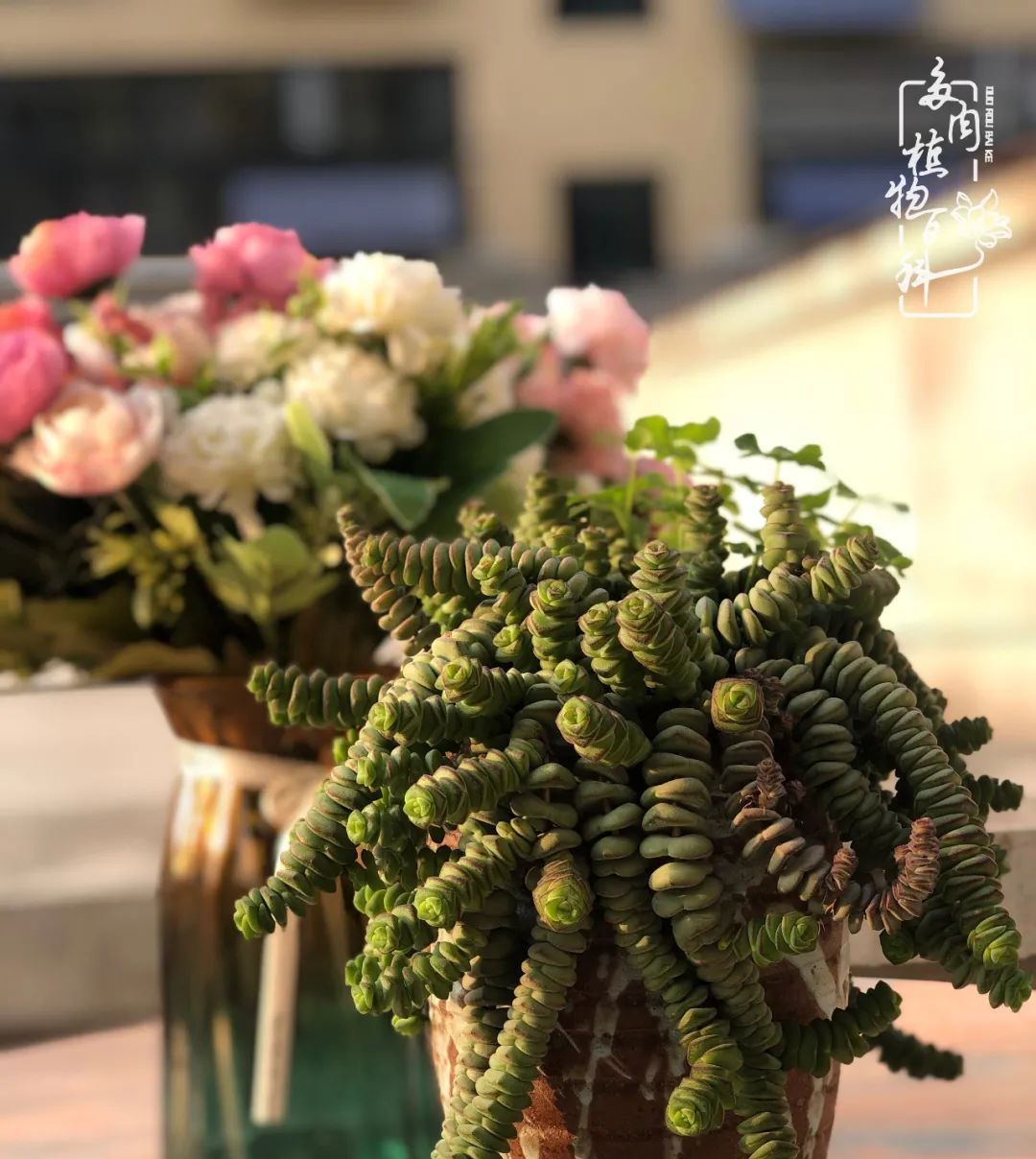  遇上|遇上多肉，遇上美好，情不知所起，一往而深！