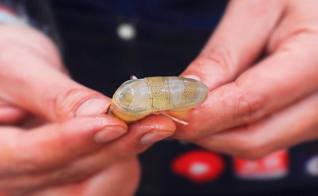  一大|去虾线、还在用牙签太老套了！老渔民教你1招，分分钟剥完一大盆