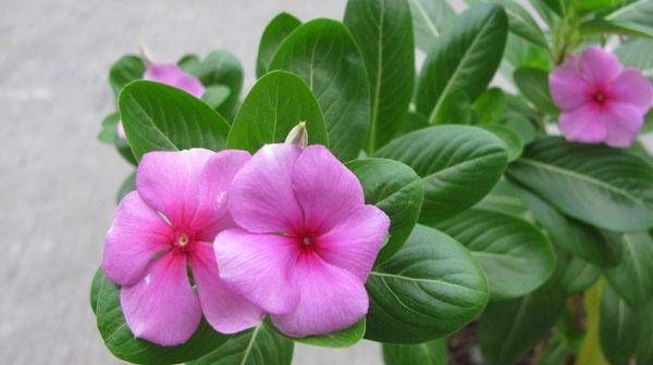  花骨朵儿|花如其名，天天开