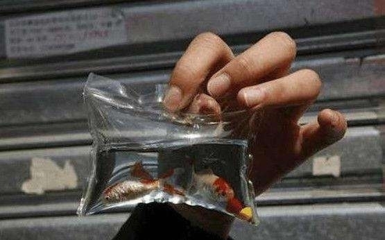 闷死|男子将活体小动物装在袋内活活闷死,做成钥匙扣卖游客月入万元