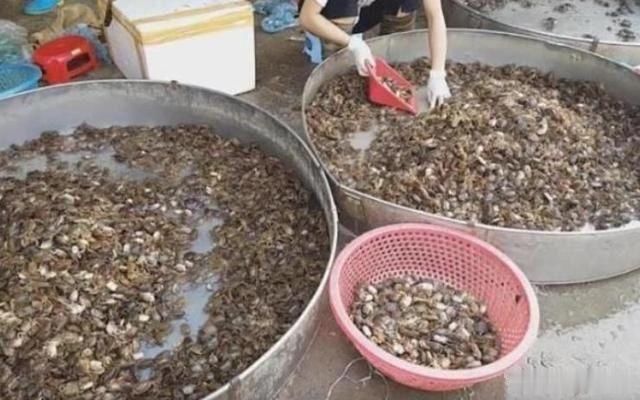 女孩|农村女孩卖“生螃蟹”8元一盘，每天能卖500盘，顾客都说好吃