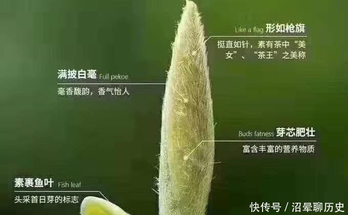 茶农|老茶农口中的“一旗一枪”指的是什么?看完才知晓,银针不仅是针