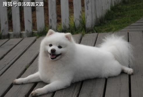  经验|【养宠经验】狗的伤口化脓了，阔不阔以使用人的药物？