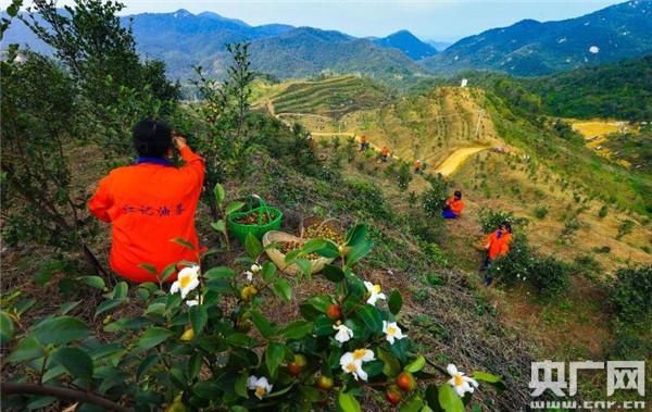  油茶种植|河南桐柏：有机油茶遍山岗山区农民喜洋洋