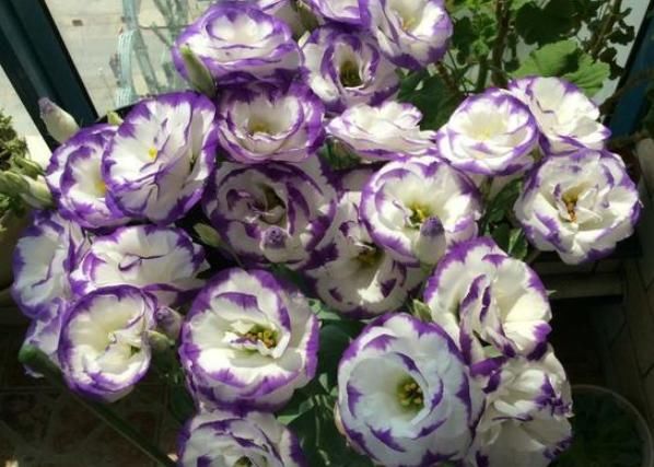 漫天|本周结束后，桃缘漫天，爱神助攻，旧情始终不变，复合再相爱