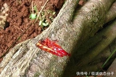 流血|男子野外砍树，竟发现树在“流血”！尝了一口他恍然大悟