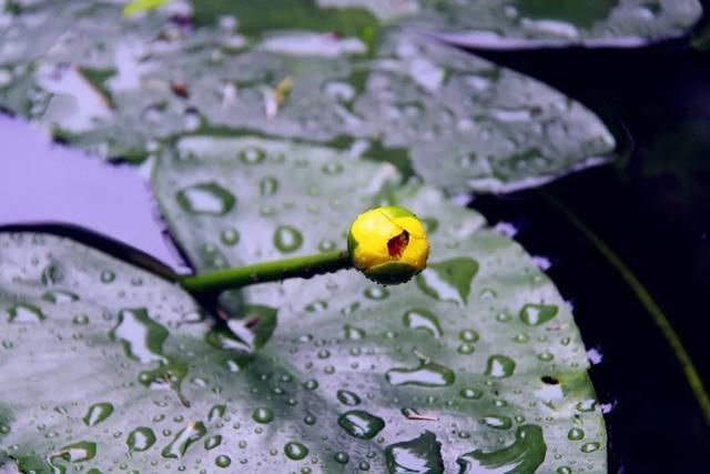  宝石山|0.5个亭子长啥样？这个夏天，西湖边这些地方不去会遗憾！