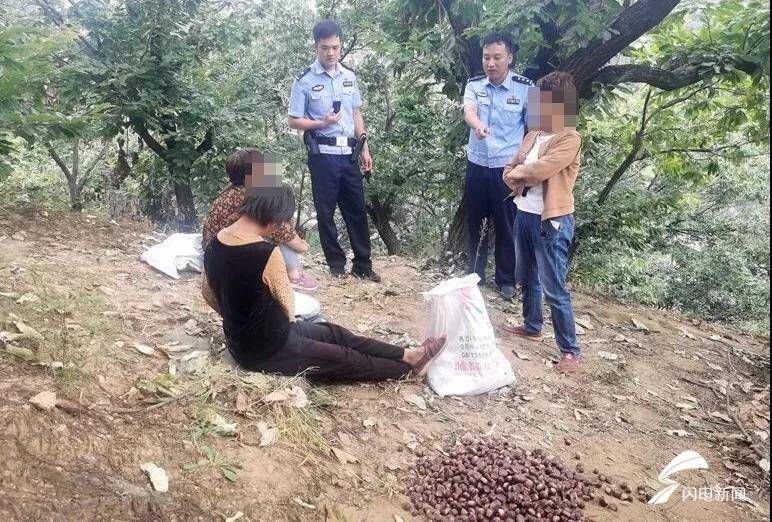 拘留|贪图小“栗”不劳而获 蒙阴这7人被拘留