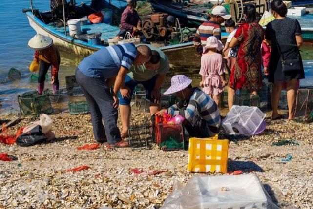 满满|流口水！秋蟹、黄翅鱼、花螺……翔安这个码头渔获满满！