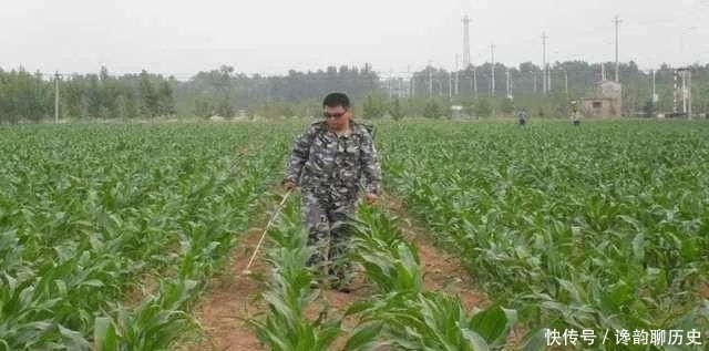 稳定|新闻《山东省农业农村厅:关于印发2020年全省玉米生产技术意见的通知》